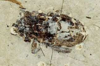 Fossil True Weevil (Curculionidae) Beetle - France #254551
