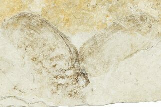 Fossil True Weevil (Curculionidae) Beetle - France #254561