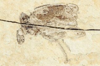 Fossil True Weevil (Curculionidae) Beetle - France #254570