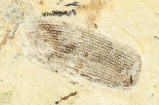 Fossil True Weevil (Curculionidae) Beetle - France #254574