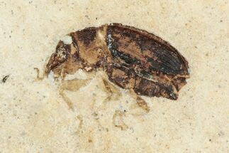 Fossil True Weevil (Curculionidae) Beetle - France #254575