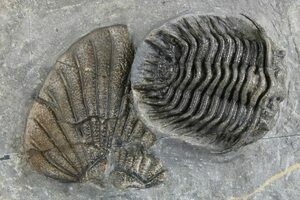 Fossil Pyritized Triarthrus Trilobite Ordovian Era Found Around Toronto  Ontario - AbuMaizar Dental Roots Clinic