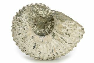 Bumpy Ammonite (Douvilleiceras) Fossil - Madagascar #254922