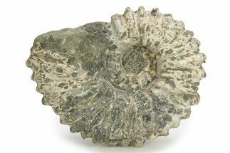 Bumpy Ammonite (Douvilleiceras) Fossil - Madagascar #254923