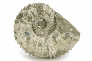 Bumpy Ammonite (Douvilleiceras) Fossil - Madagascar #254930