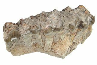 Oreodont (Merycoidodon) Jaw Section - South Dakota #254973