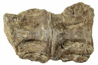 Fossil Xiphactinus (Cretaceous Fish) Vertebrae - Kansas #254630