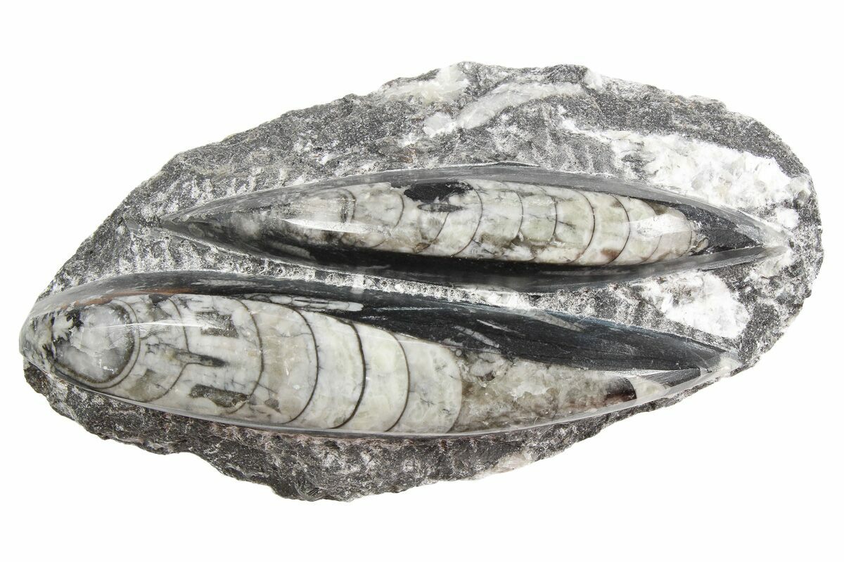 Fossile D'Orthoceras Poli - Taille 16 à 19 Cm - Âge : Dévonien (372-419 Millions D'années) - Provenance Maroc - Naturosphère