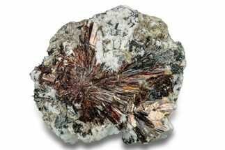 Golden-Brown, Radiating Astrophyllite - Kola Peninsula, Russia #255096