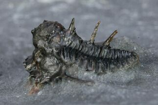 Rare, Proetid (Otarionella) Trilobite - Jebel Oudriss, Morocco #254082