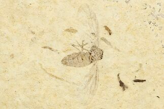 Two Detailed Fossil Flies (Plecia) - France #254333