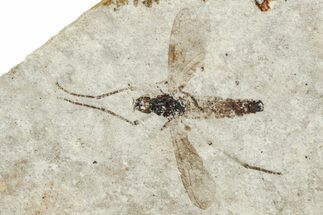 Detailed Fossil Fly (Plecia) - France #254342