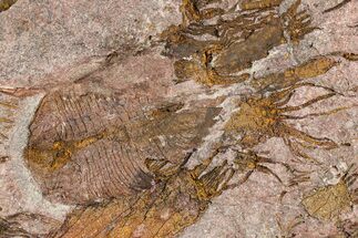 Rare, Lichid Trilobite With Eocrinoid Mortality (Pos/Neg) #255338