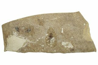 Shale With Fossil Dragonfly (Odonata) Larvae - France #254280