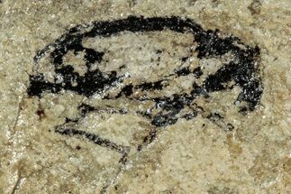 Fossil Weevil (Hipporhinus) Beetle - France #254289