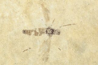 Detailed Male Fossil Fly (Plecia) - France #254310