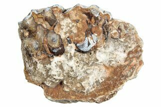 Fossil Horse (Mesohippus) Jaw Section - South Dakota #254942
