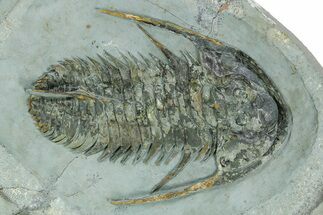 Huge, Early Cambrian Fallotaspis - Taroudant, Morocco #255635