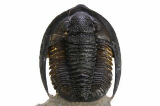 Diademaproetus Trilobite - Rock Removed Under Shell #252522