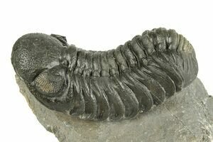 Trilobite Fossils For Sale - FossilEra.com