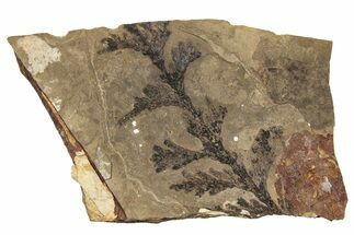 Conifer (Thuja) Fossil - McAbee, BC #255579