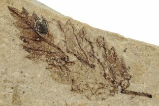 Leaf (Betula?) Fossil - McAbee, BC #255608