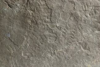 Pennsylvanian Trackway Fossil - Kentucky #255650