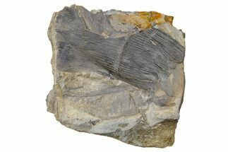 Pennsylvanian Calamites Stem Fossil - Kentucky #255665