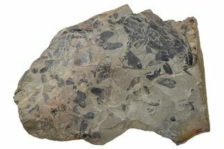 Pennsylvanian Fossil Flora Plate - Kentucky #255671