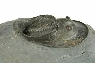 Prone Scotoharpes Trilobite - Boudib, Morocco #255572