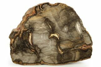Cretaceous Petrified Wood (Aruacaria) Section - Australia #255771