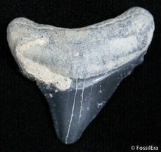 Small Bone Valley Megalodon Tooth #2436