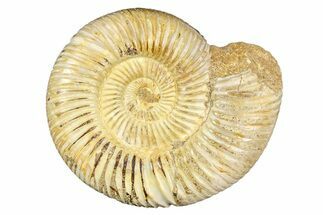 Polished Jurassic Ammonite (Perisphinctes) - Madagascar #255996