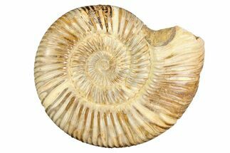Polished Jurassic Ammonite (Perisphinctes) - Madagascar #256005
