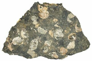 Pennsylvanian Fossil Brachiopod Plate - Kentucky #255697