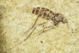Detailed Fossil Marsh Fly (Tetanocera) - Cereste, France #256075