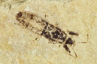 Fossil Seed Bug (Aphanus) - France #255978