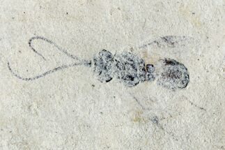Fossil Insect (Hymenoptera) with Preserved Antennae - France #256027