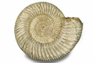 Jurassic Ammonite (Perisphinctes) - Madagascar #256253
