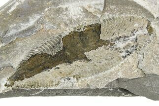 Ordovician Graptolite (Phyllograptus) - Fillmore Formation, Utah #255182