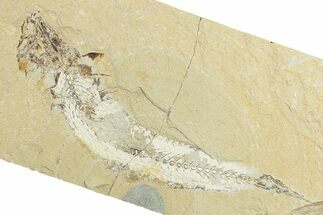 Cretaceous Fossil Fish (Enchodus?) - Lebanon #256083