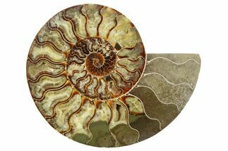 Cut & Polished Ammonite Fossil (Half) - Madagascar #256199