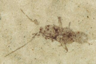 Fossil Insect (Homoptera) - Cereste, France #255964