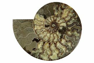 Cut & Polished Ammonite Fossil (Half) - Madagascar #256209