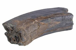 Pleistocene Aged Fossil Horse Tooth - South Carolina #251105