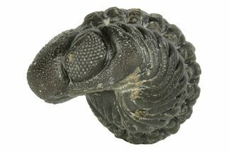 Long Enrolled Austerops Trilobite - Morocco #252736
