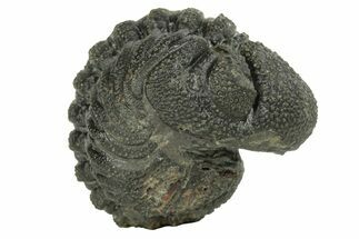 Long, Bumpy Enrolled Morocops Trilobite - Morocco #252737
