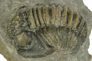 Detailed Gerastos Trilobite Fossil - Morocco #243800