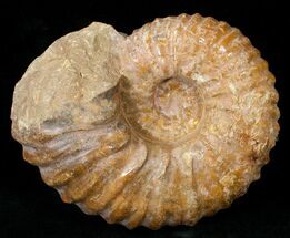 Heavy ( Wide) Mantelliceras Ammonite #15074