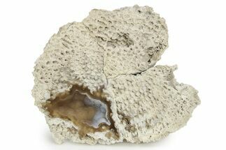Agatized Fossil Coral Geode - Florida #256510